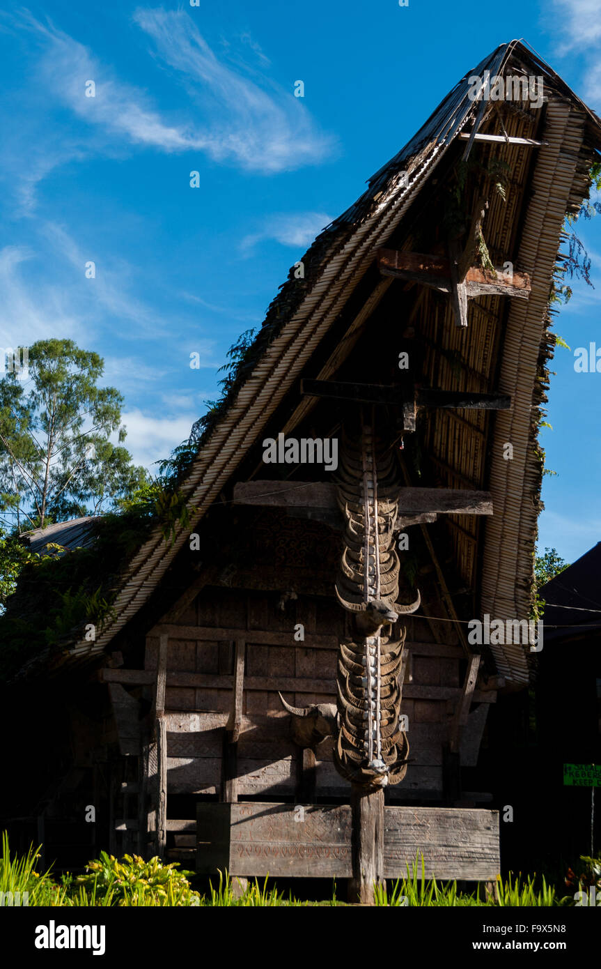 Casa Tradizionale anteriore nella Tana Toraja decorate con Carabao buffalo corna Foto Stock