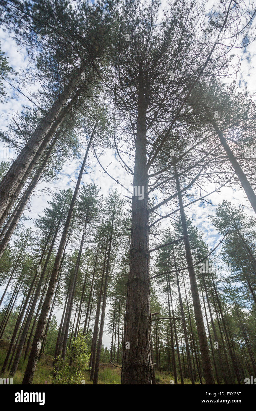 Alberi in foresta Newborough, Anglesey, Galles del Nord Foto Stock