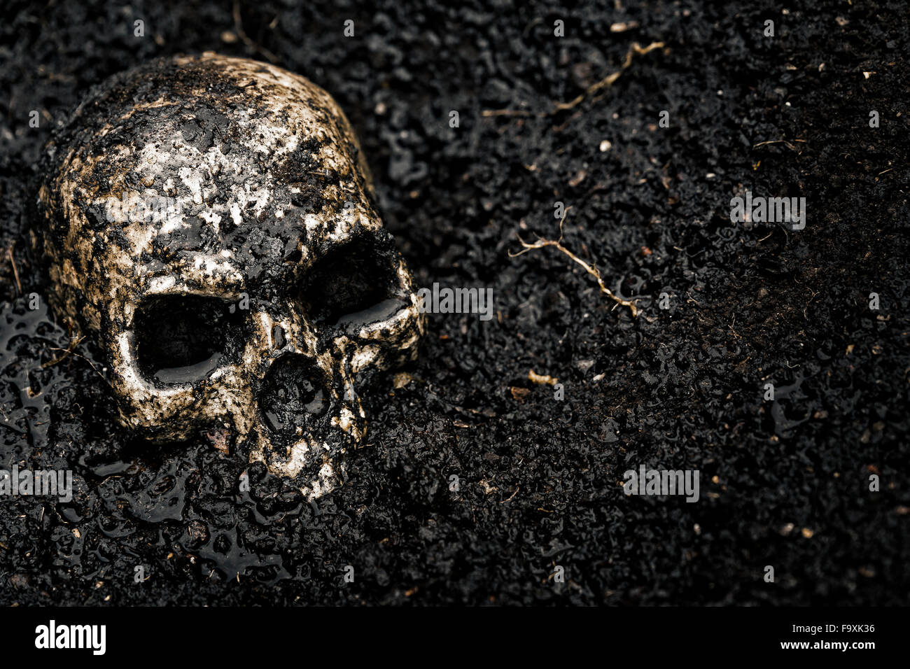 Cranio nel suolo bagnato Foto Stock