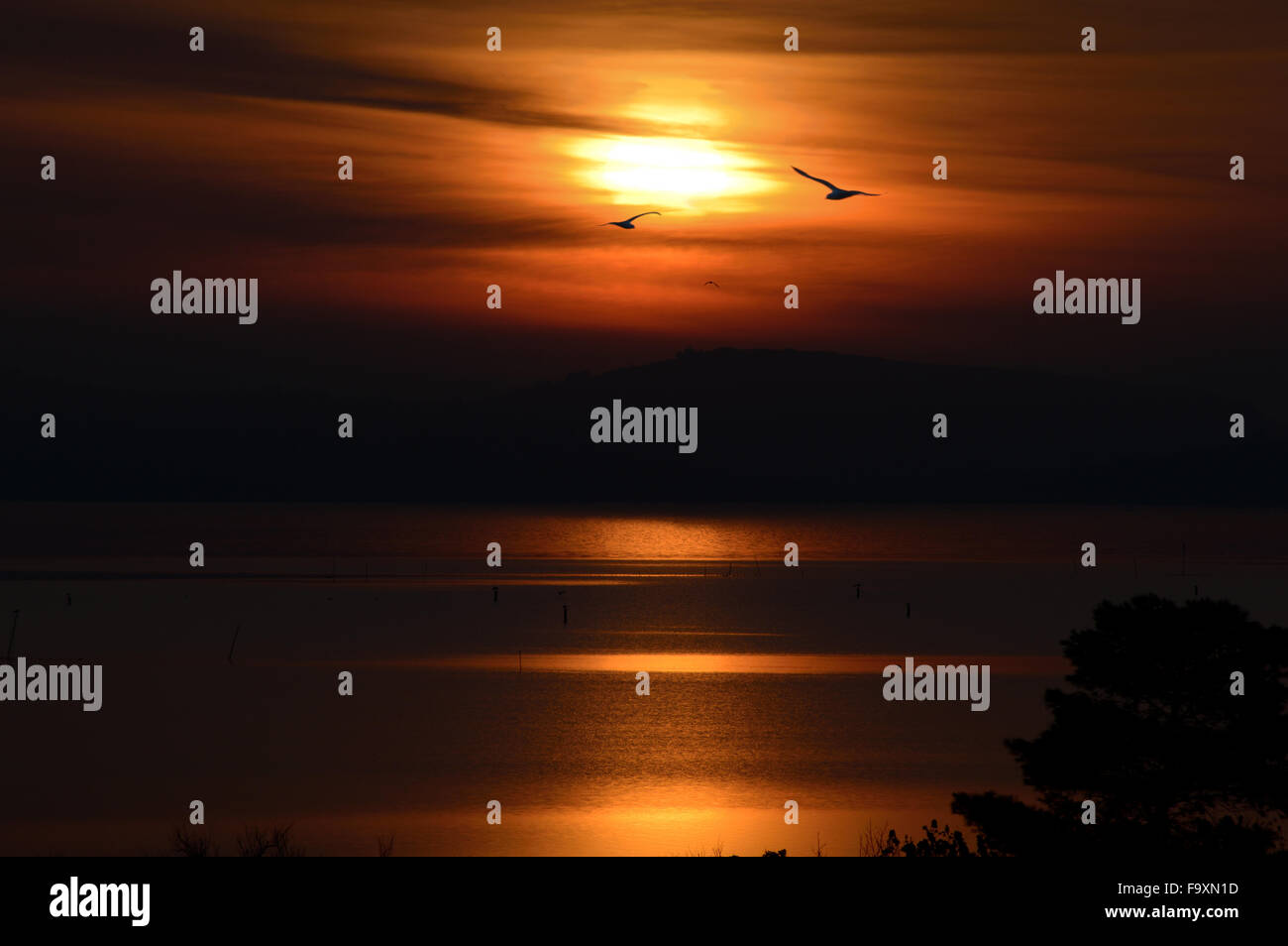 Seascape al sorgere del sole sull'acqua, in rame e nero con due uccelli in volo Foto Stock