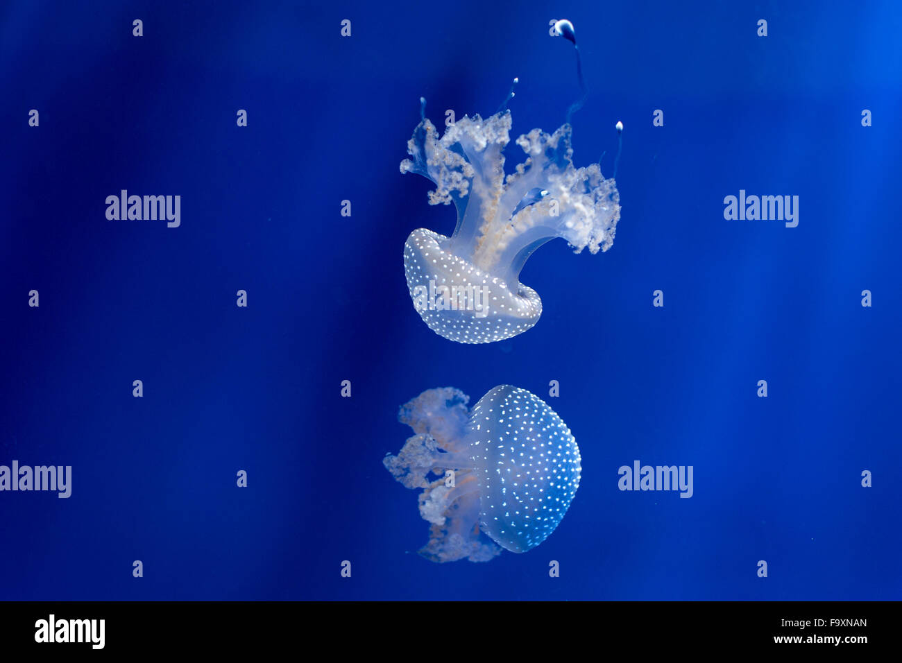 Australian spotted meduse in acquario Foto Stock