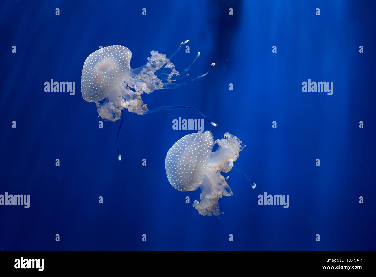Australian spotted meduse in acquario Foto Stock