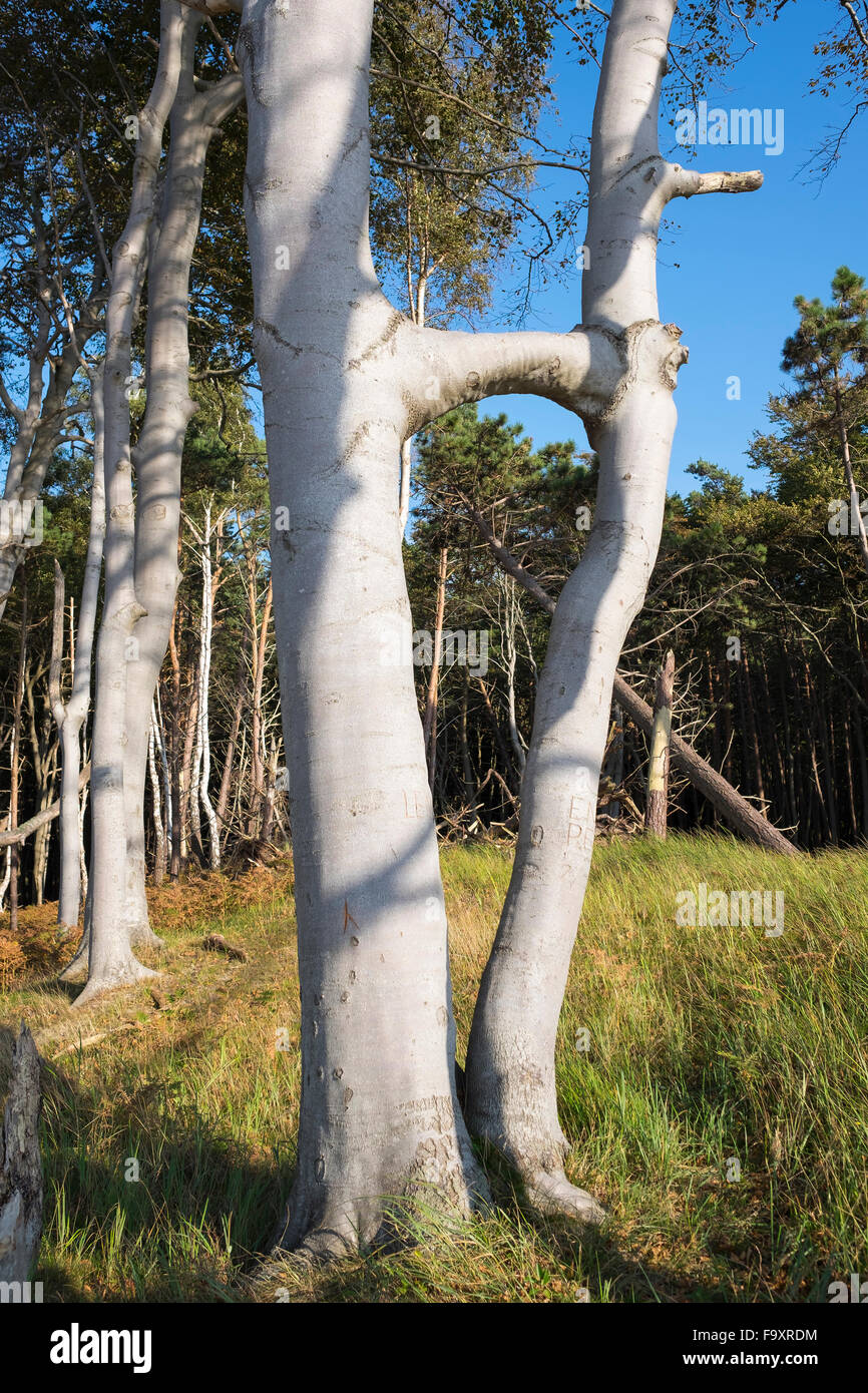 Germania, Meclemburgo-Pomerania, nato auf dem Darss, due in rame faggi cresciuti insieme Foto Stock