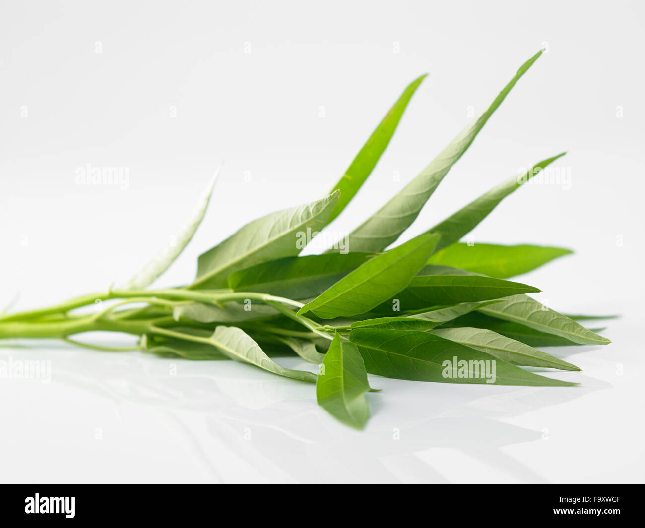 Acqua spinaci isolati su sfondo bianco Foto Stock