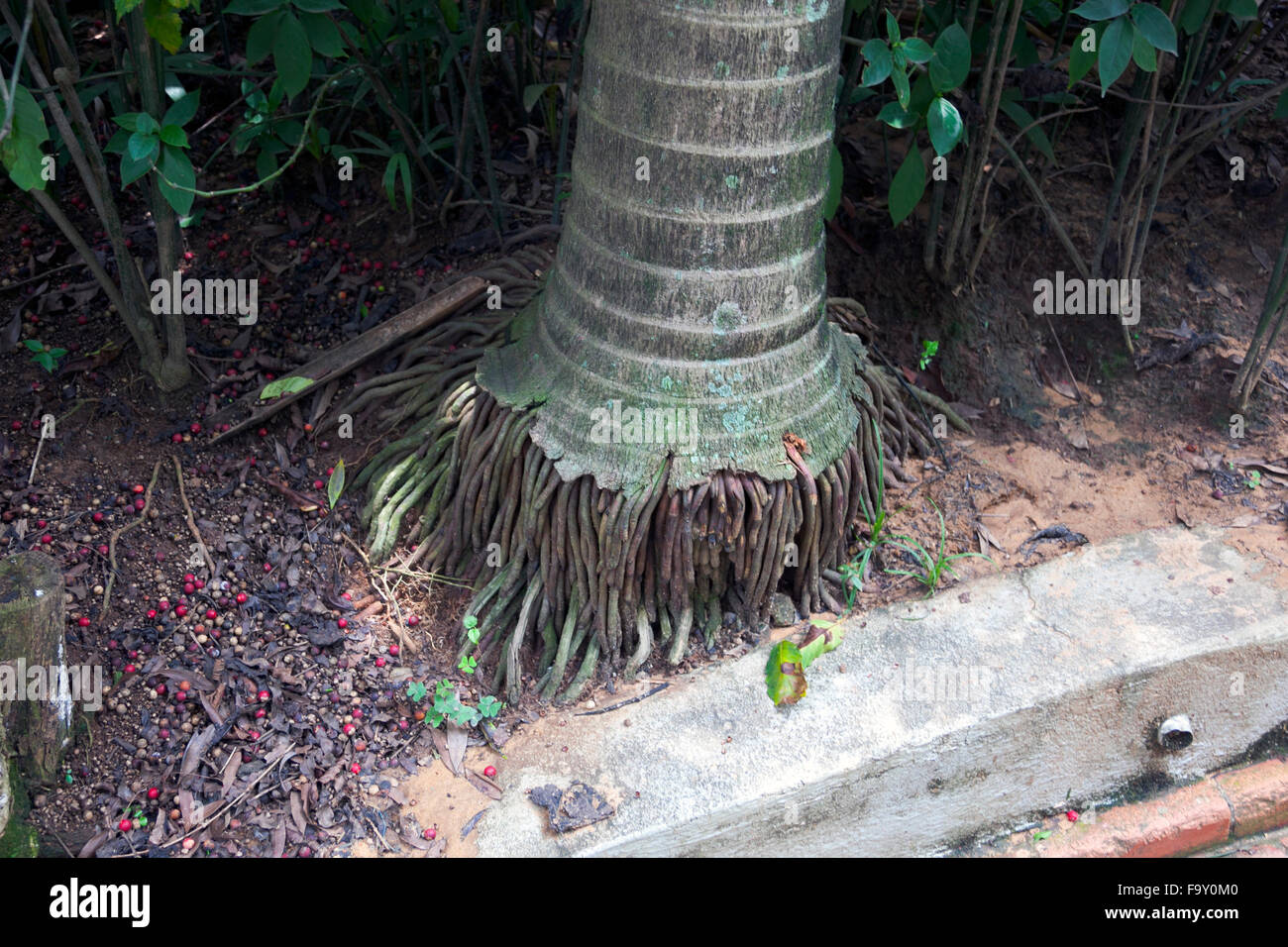 Un albero di palma con radici esposte (fibroso sistema root) in Brasile Foto Stock