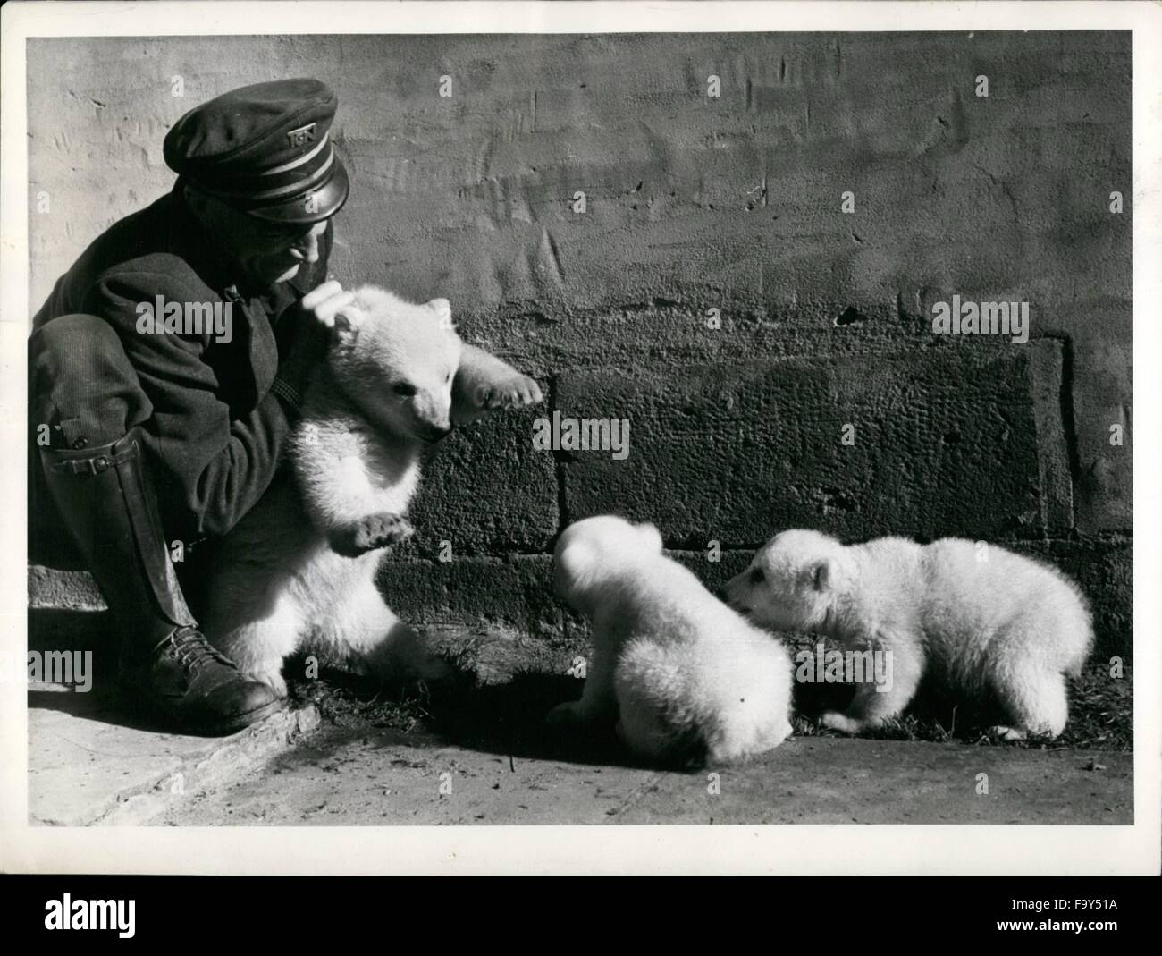 1968 - Lo Zoo di Norimberga ha ora triplette bianca come la neve ed è particolarmente orgoglioso di circa. È l'unico zoo in Germania che è riuscita a raccogliere gli orsi polari. Cinque giovani orsi tutti insieme sono state vendute ai giardini zoologici di Amburgo, Monaco di Baviera e Berlinduring l'ultimo teo anni. Anche quest'anno tre giovani orsi polari è apparso che stanno andando su combattimenti con il loro detentore nella calda primavera-sole godendo anche i numerosi visitatori. Attualmente gli orsi sono esattamente 3 mesi di età. © Keystone Pictures USA/ZUMAPRESS.com/Alamy Live News Foto Stock