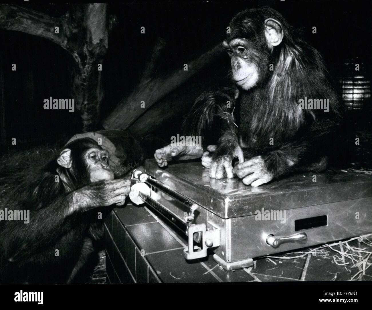 1977 - Inventario nei giardini zoologici alla fine dell'anno. ''Non si è il più grande, sweety, e un 'lungo listello', vi sarà anche in alcun modo, ma essere felice, che l'anno 1977 potrebbe ''attribuiscono'' di alcuni centimetri. Tutti hanno iniziato in una piccola strada, anche me!'' ''Andy'', boss nell'ape casa di zoo di Monaco di Baviera conosce l'inventario annuale cerimonia e aiuta il responsabile - con sistema metrico decimale ed equilibrio (foto). Che tutto ha calcolato non sarà mai scritto, da fastidio a lui in Norvegia! © Keystone Pictures USA/ZUMAPRESS.com/Alamy Live News Foto Stock