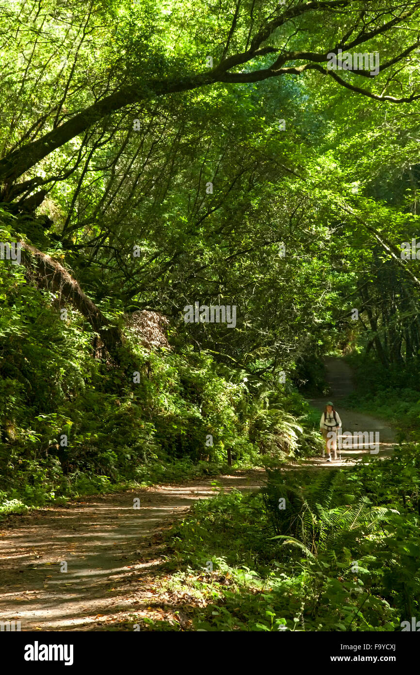 Escursionista nella foresta sul Bear Valley Trail, Point Reyes National Seashore, California USA Foto Stock