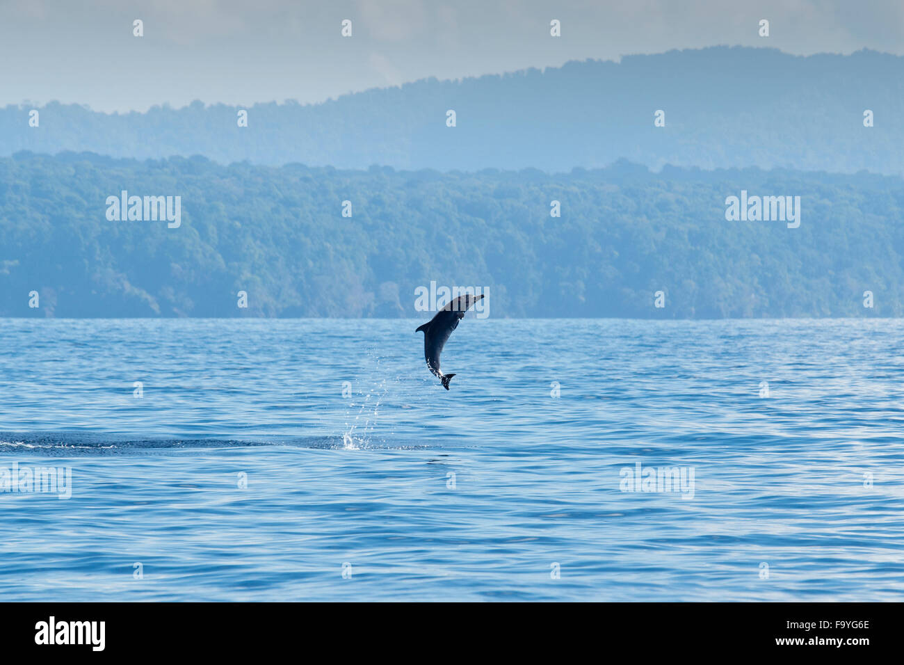 Inshore Pantropical Spotted Delfino Stenella attenuata graffmani, saltando, Drake Bay, Osa Peninsuala, Costa Rica, Oceano Pacifico Foto Stock