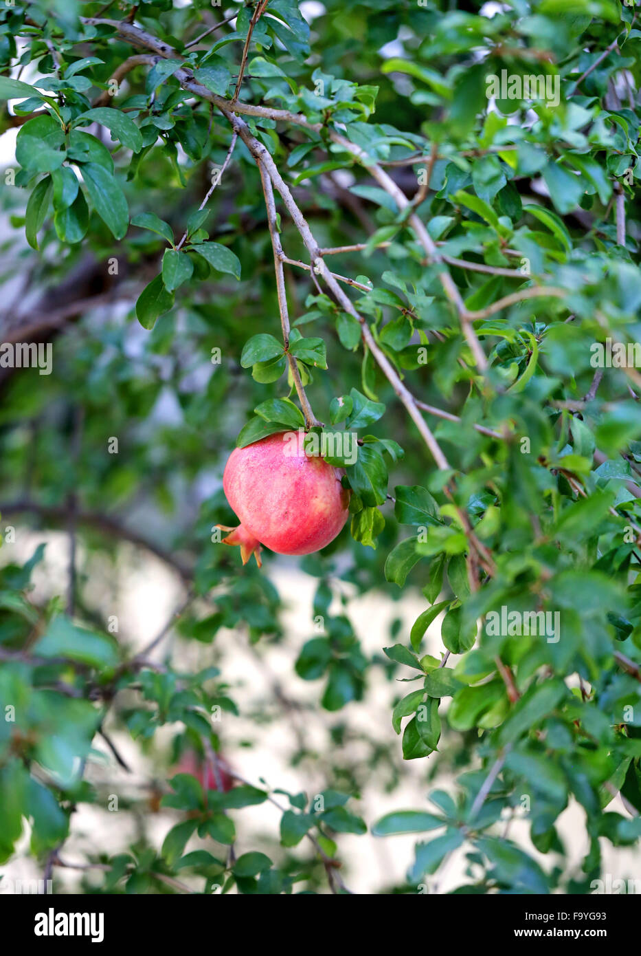 Bella deliziosa frutta melagrana è fotografato vicino a un albero Foto Stock