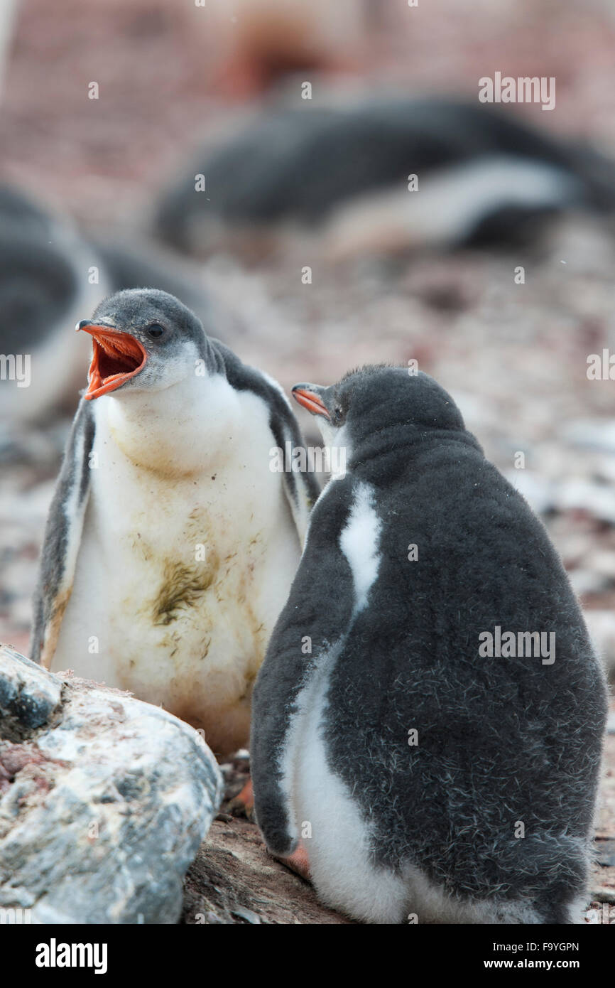 Pinguino Gentoo pulcini, Pygoscelis papua. Hannah Point, a sud le isole Shetland Foto Stock