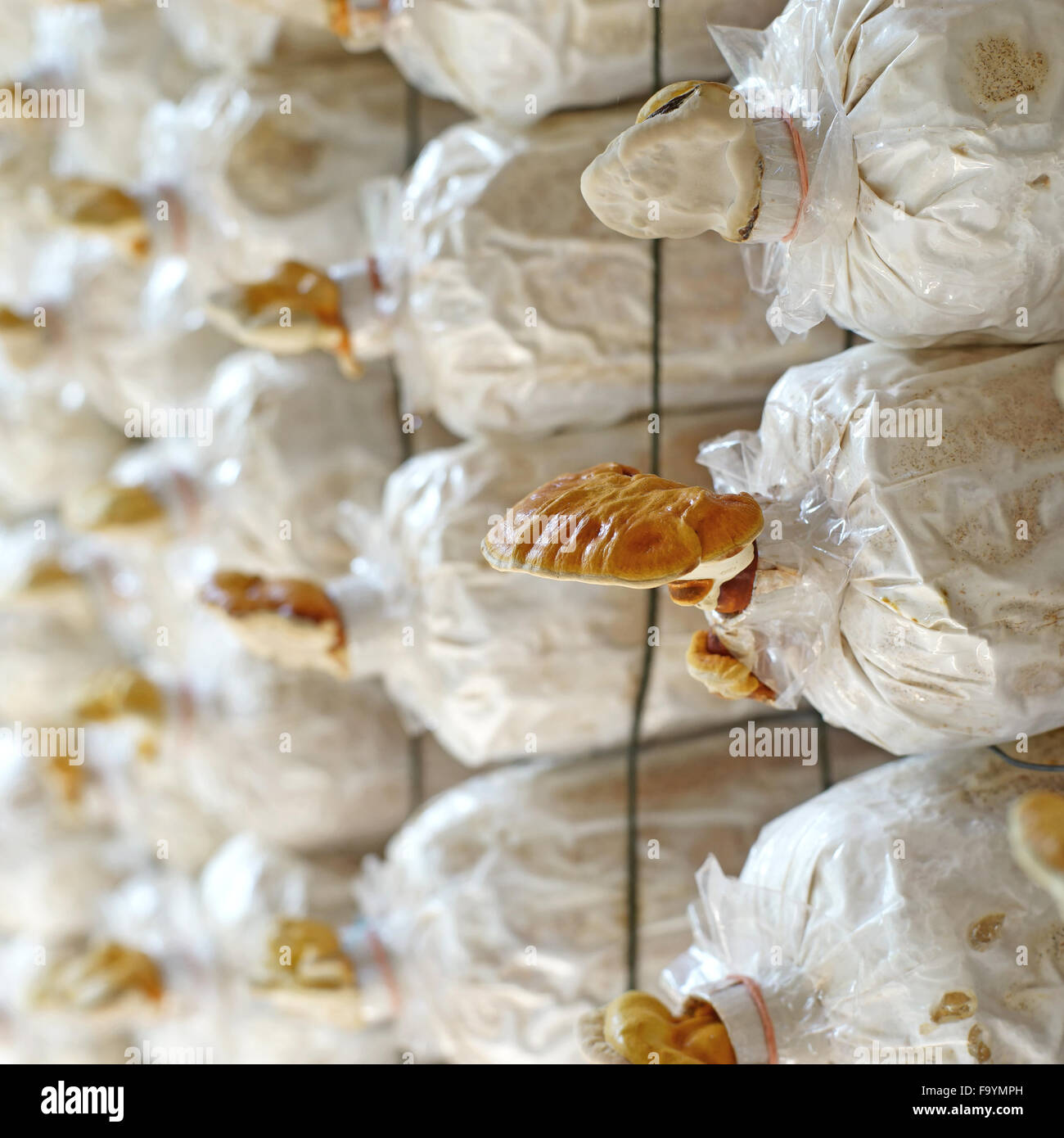 In medicina tradizionale cinese lingzhi fungo Ganoderma lucidum in sacchetto di vivaio Foto Stock
