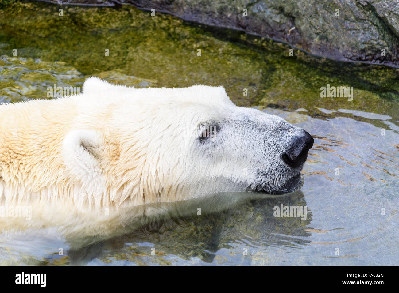 Bianco Orso Polare rilassante in acqua Foto Stock