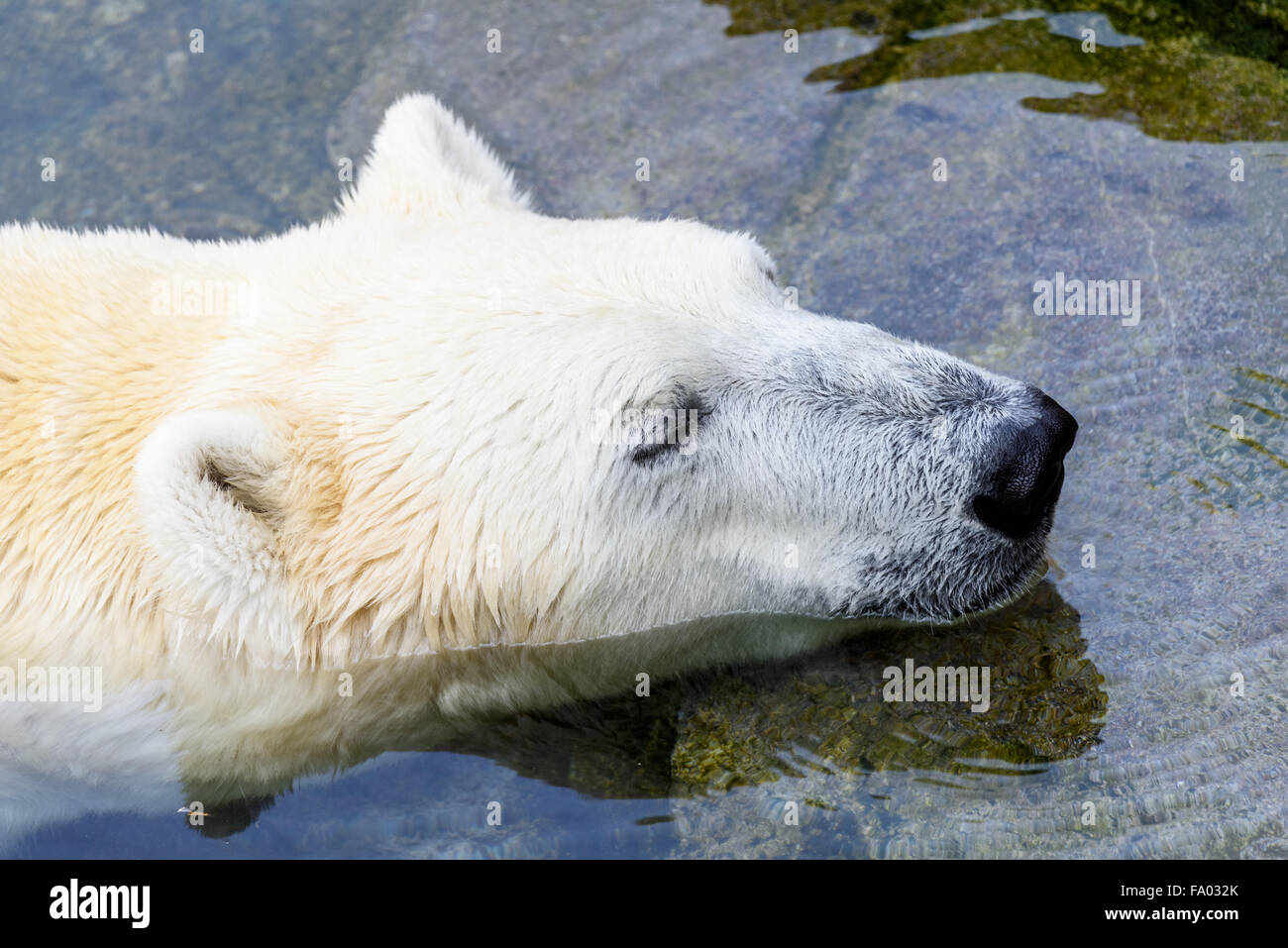 Bianco Orso Polare rilassante in acqua Foto Stock