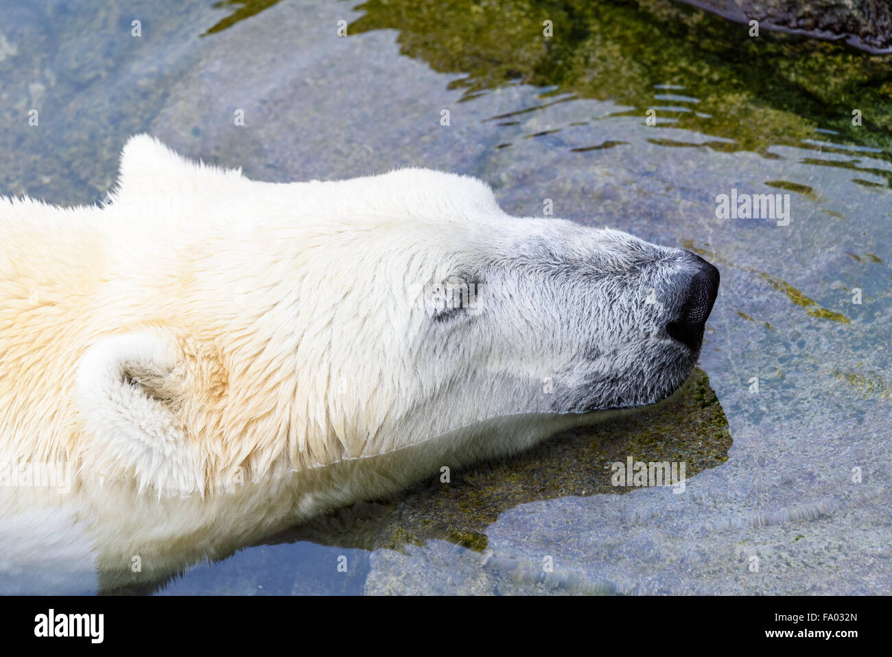 Bianco Orso Polare rilassante in acqua Foto Stock