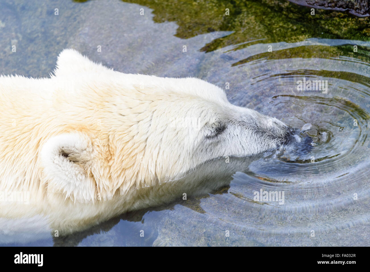 Bianco Orso Polare rilassante in acqua Foto Stock