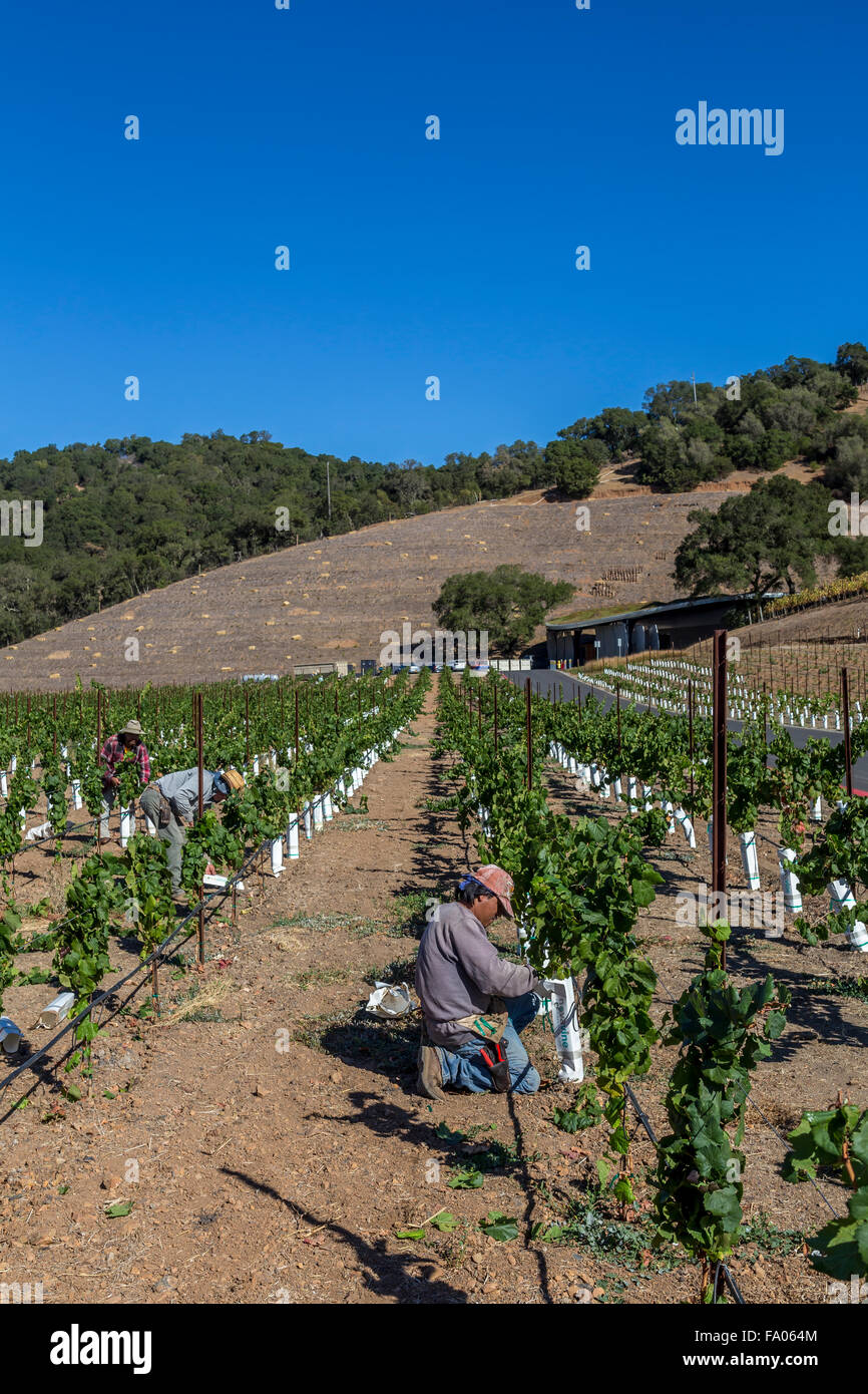 Cantina dei lavoratori, la potatura di vigneti, lavoro in vigna, vigneti, Odette cantina immobiliare, Silverado Trail, la Valle di Napa NAPA County, California Foto Stock