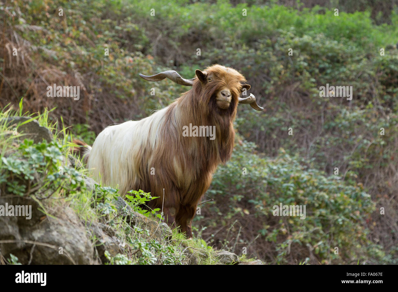Una fotografia di un lungo pelo di capra con un sacco di carattere a La Gomera, isole Canarie, Spagna. È forse una capra pirenaica. Foto Stock