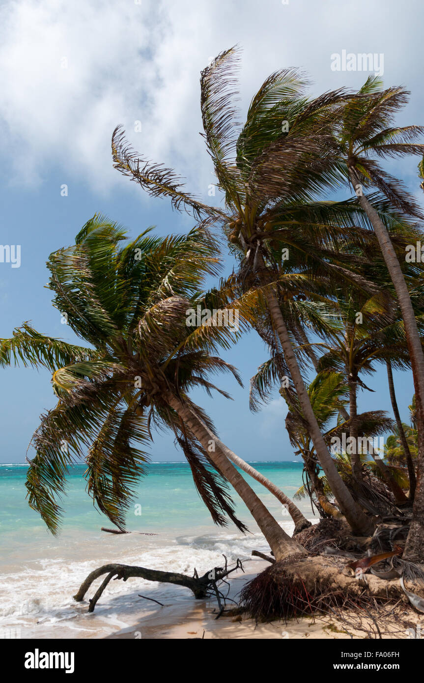 Le palme nel vento dei caraibi sulla spiaggia di sabbia bianca costa sotto il cielo blu al tropical Corn Island Foto Stock