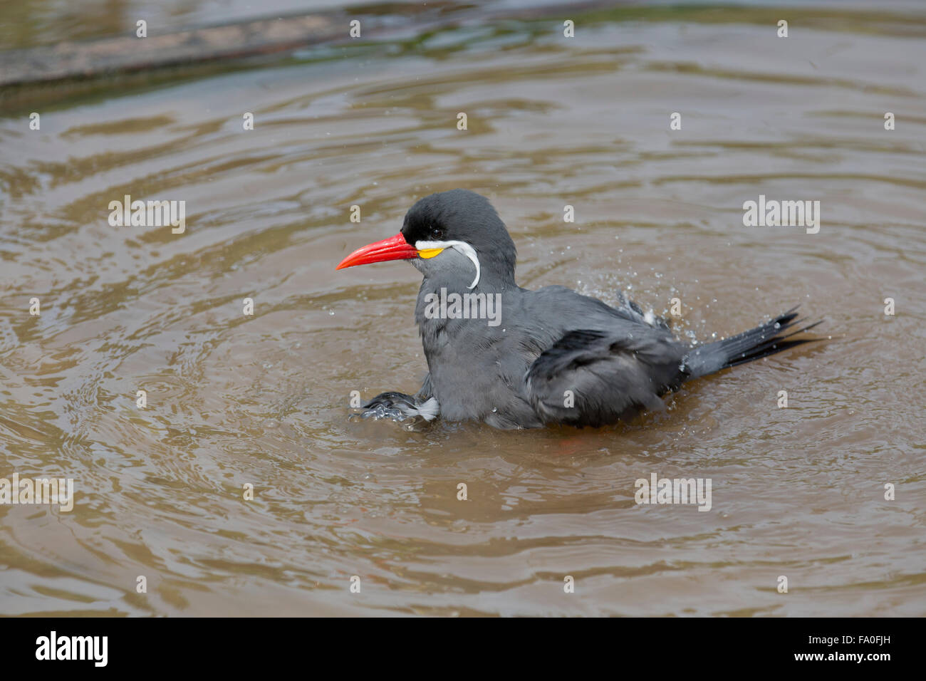 Inca Tern; Larosterna inca di balneazione singolo; Living Coasts; Regno Unito Foto Stock