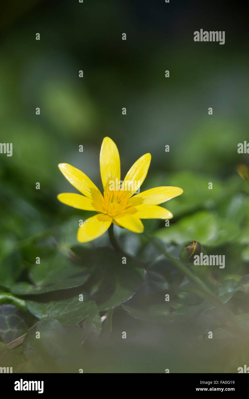 Lesser Celandine; Ranunculus ficaria fiore; Cornovaglia; Regno Unito Foto Stock