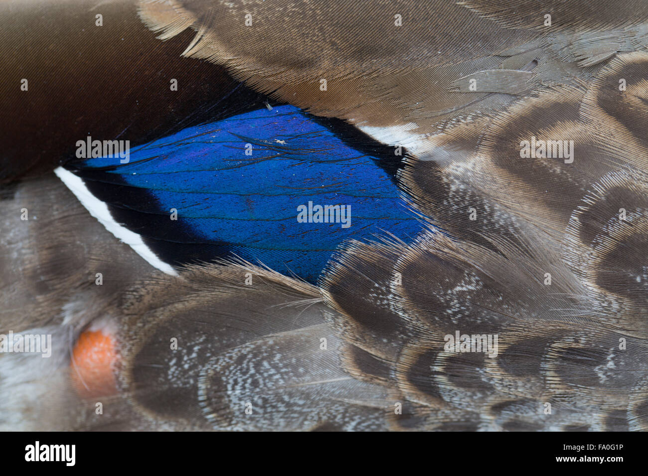Mallard in Eclipse; Anas platyrhynchos singolo dettaglio di piume Cornwall, Regno Unito Foto Stock
