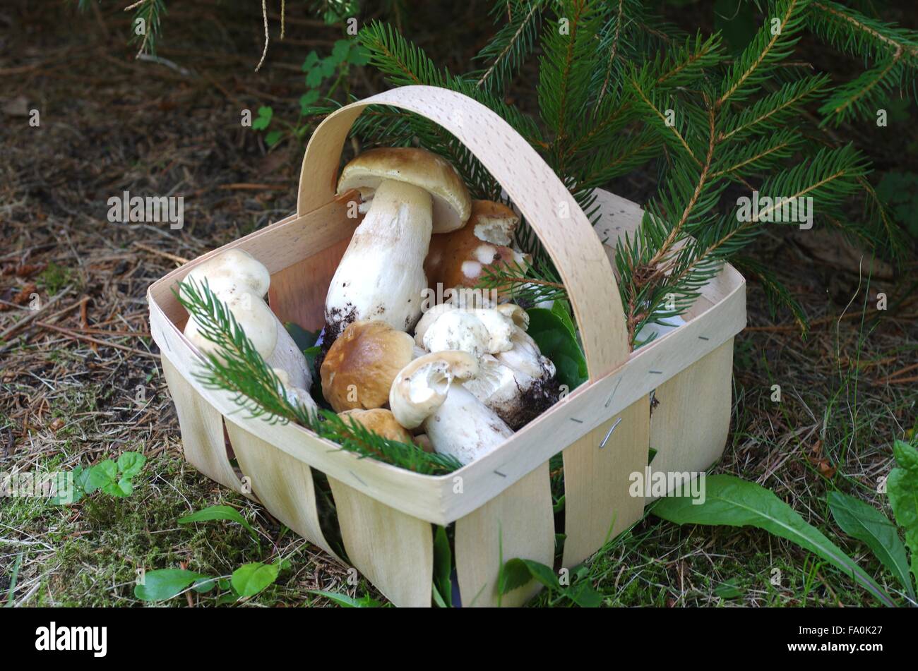 Boletus nel cestello di chip su sfondo del suolo Foto Stock