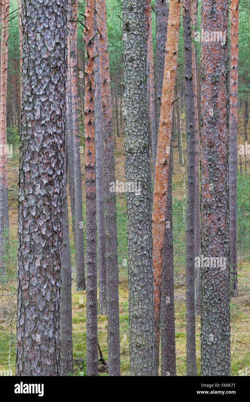 Foresta di Pini, close-up di tronchi di albero mosaico verticale Foto Stock