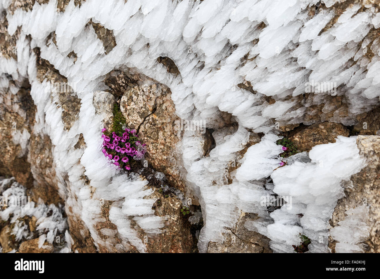 Fiori viola sulla roccia ghiacciata in primavera Foto Stock
