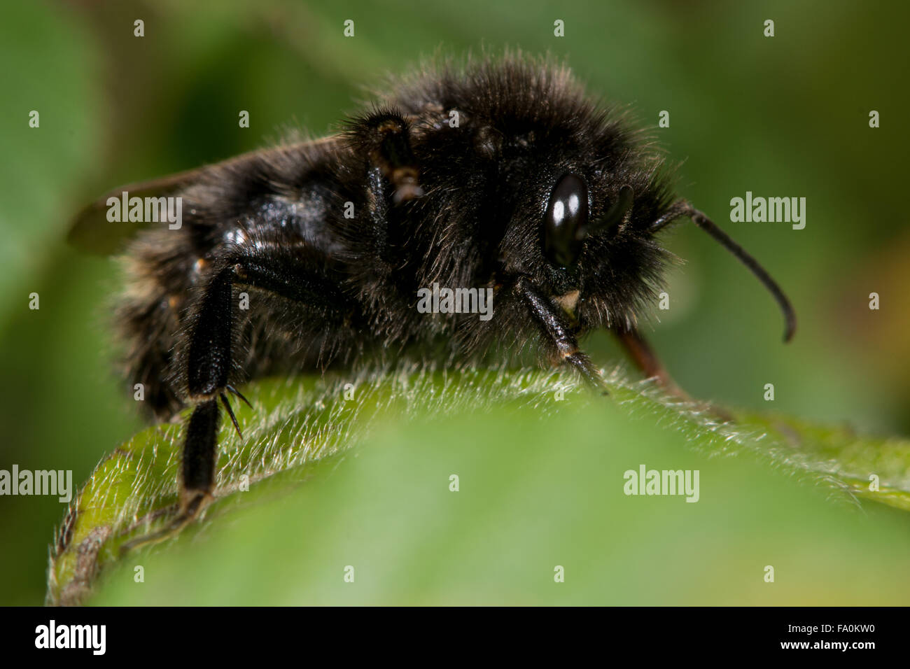 Campo cuculo bee (Bombus campestris). Un tutto nero a forma di nido di questo parassita bumblebee a riposo su una foglia Foto Stock