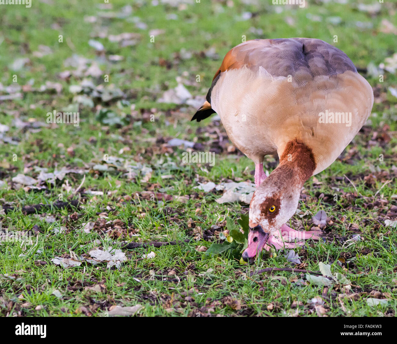 Oca egiziana (Alopochen aegyptiaca) al pascolo. Un uccello ornamentali alimentazione vicino alla serpentina in Hyde Park, London, Regno Unito Foto Stock