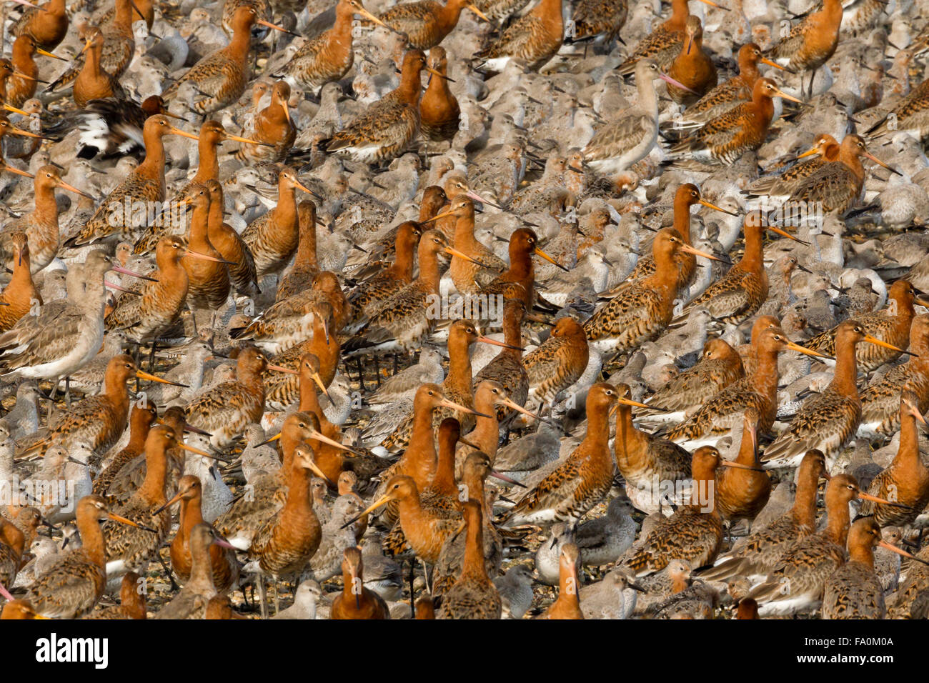Nero tailed godwits (Limosa limosa) e il nodo (Calidris canutus) a roost; Snettisham Norfolk England Regno Unito Foto Stock