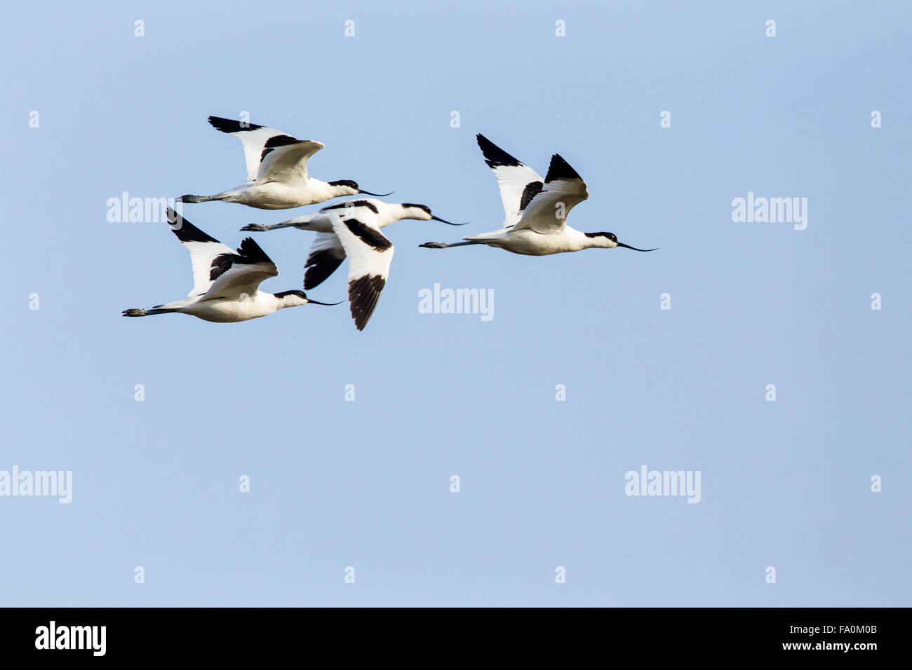 Avocette (Recurvirostra avosetta) in volo; Snettisham Norfolk England Regno Unito Foto Stock