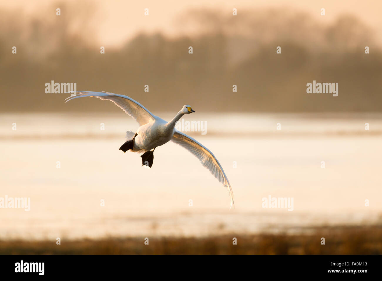 Un whooper swan (Cygnus cygnus) vola in un posatoio al tramonto; Norfolk England Regno Unito Foto Stock