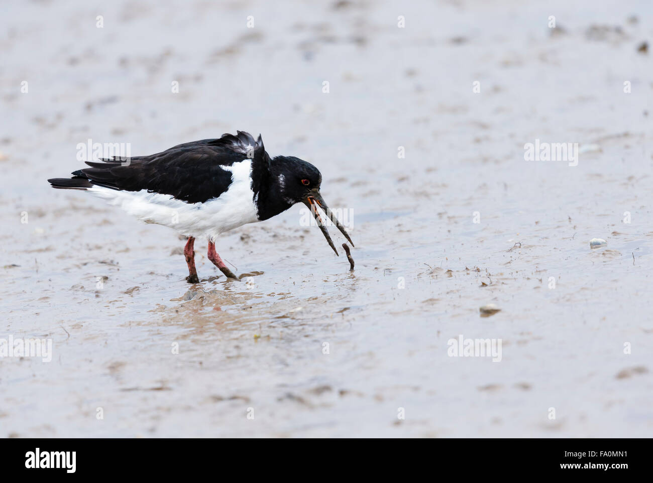 (Oystercatchers Haematopus ostralegus) alimentazione in porto il fango e la cattura di un worm; Norfolk, Inghilterra, Regno Unito Foto Stock
