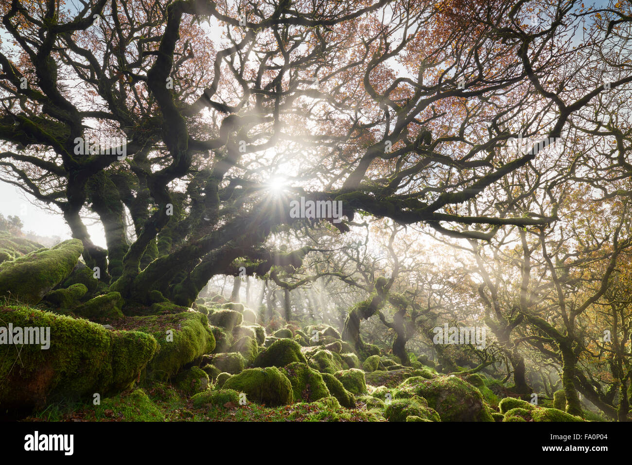 La luce del sole lo streaming attraverso il misty alberi a Wistman il legno, Dartmoor Foto Stock