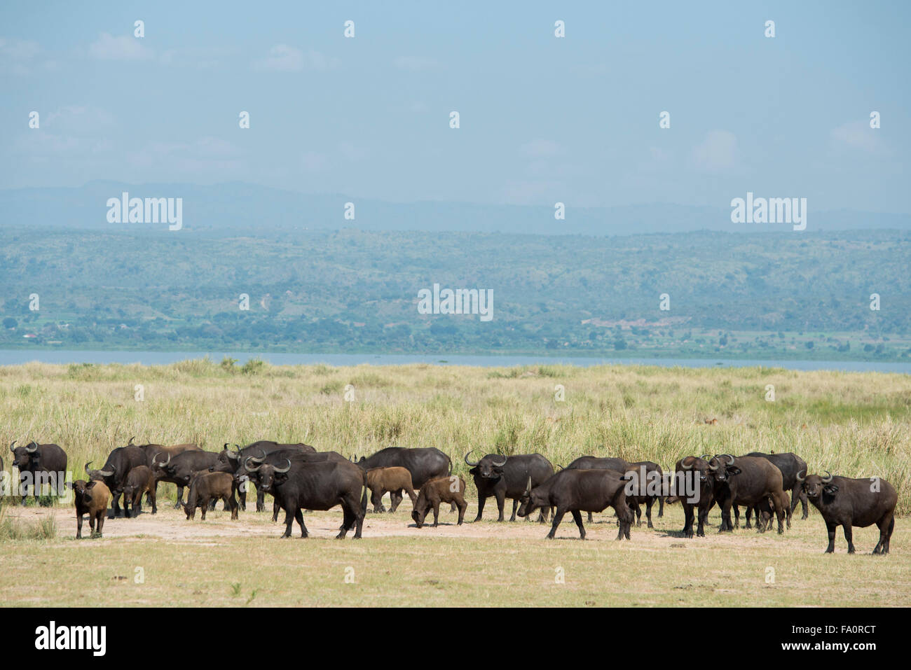 Buffalo (Syncerus caffer caffer) sulla banca del fiume Nilo, Murchison Falls National Park, Uganda Foto Stock