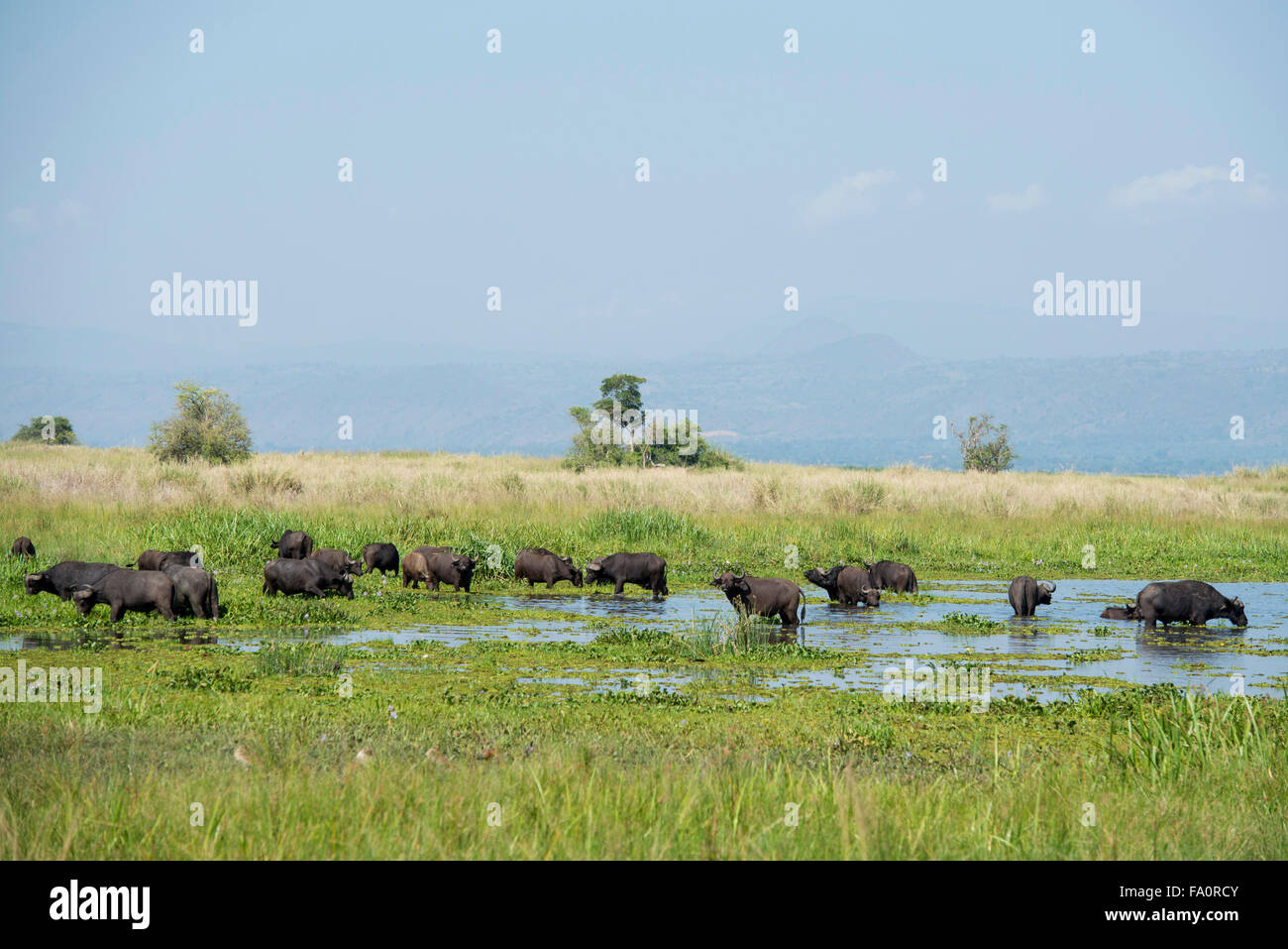 Buffalo (Syncerus caffer caffer) sulla banca del fiume Nilo, Murchison Falls National Park, Uganda Foto Stock