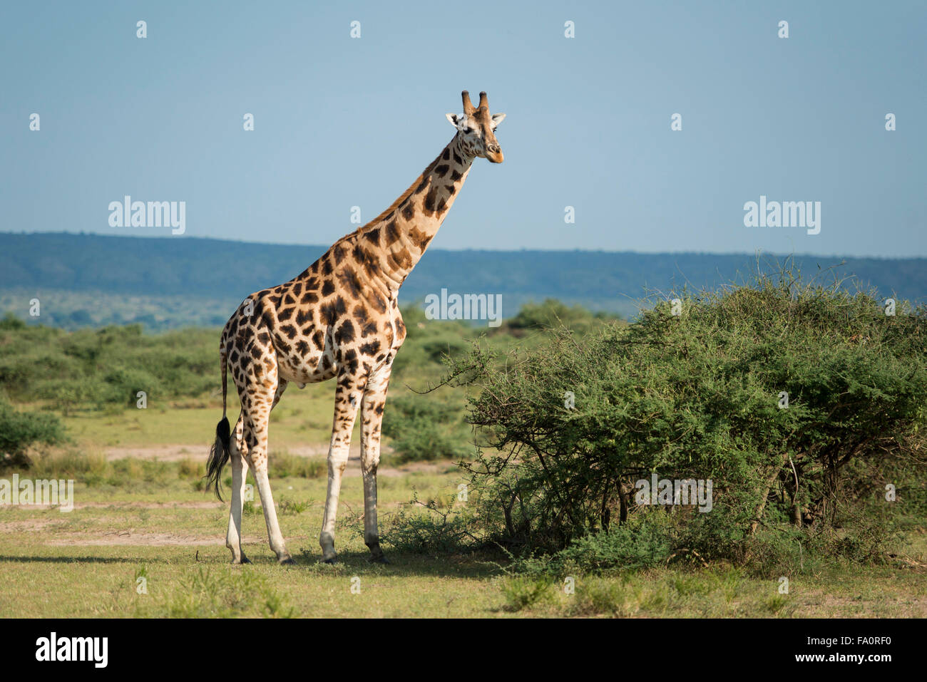 La Rothschild giraffe (camelopardus Giraffa rothschildi), Murchison Falls National Park, Uganda Foto Stock