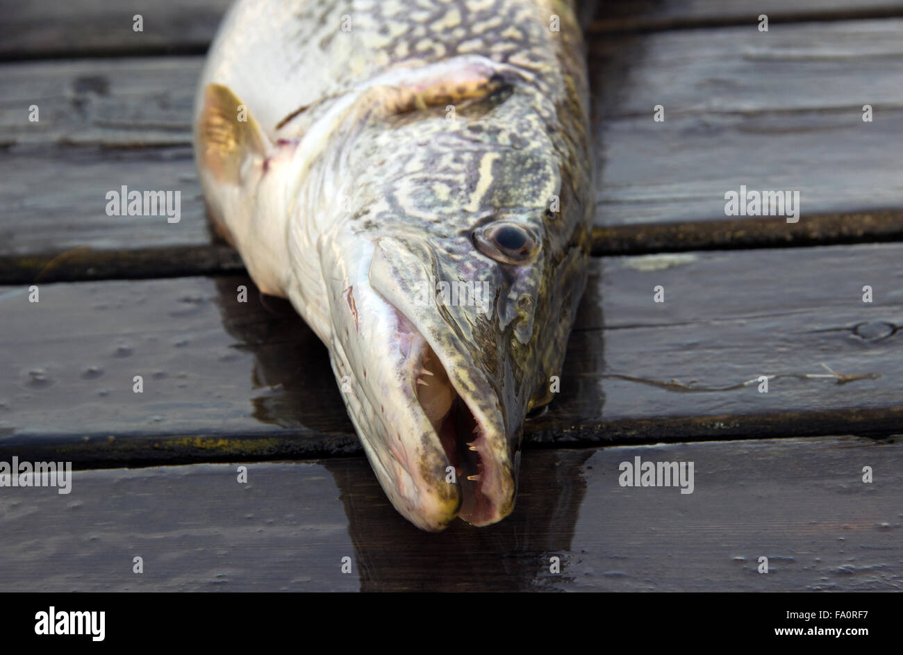 Luccio (Esox lucius) su un ponte di legno Foto Stock