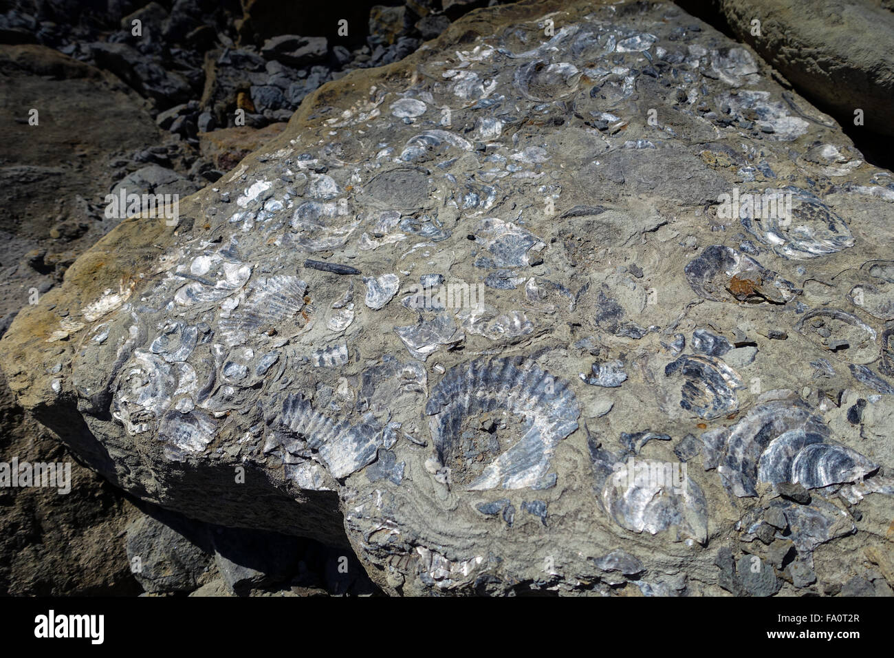 Guscio fossili in Jurassic rocks, Skinningrove North Yorkshire Foto Stock