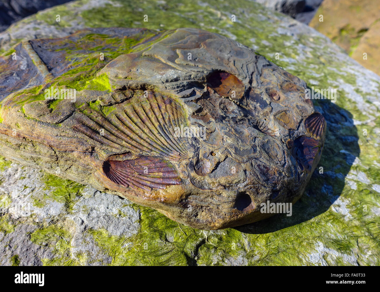 Guscio fossili in Jurassic rocks, Skinningrove North Yorkshire Foto Stock