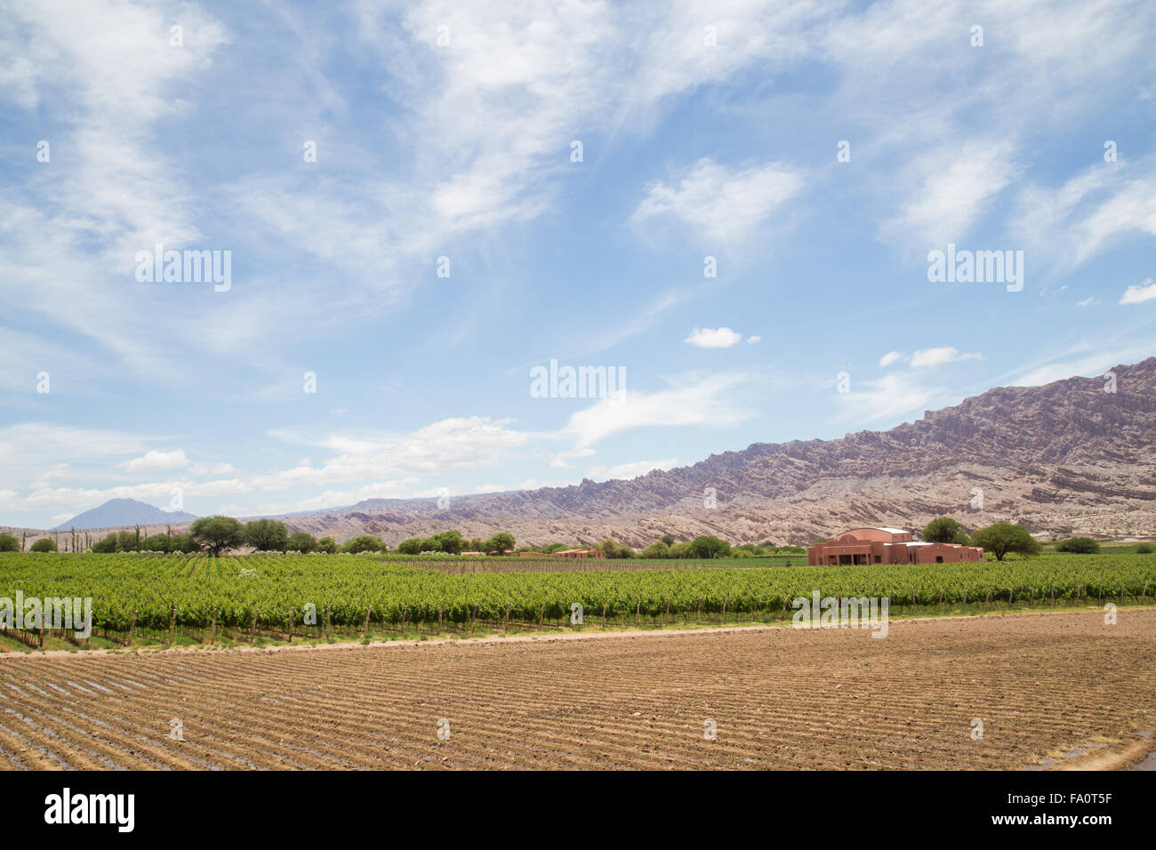 Angastaco, Argentina - 13 Novembre 2015: fotografia del vigneto Bodega El Cese sul percorso 40 nel nord-ovest Argentina. Foto Stock