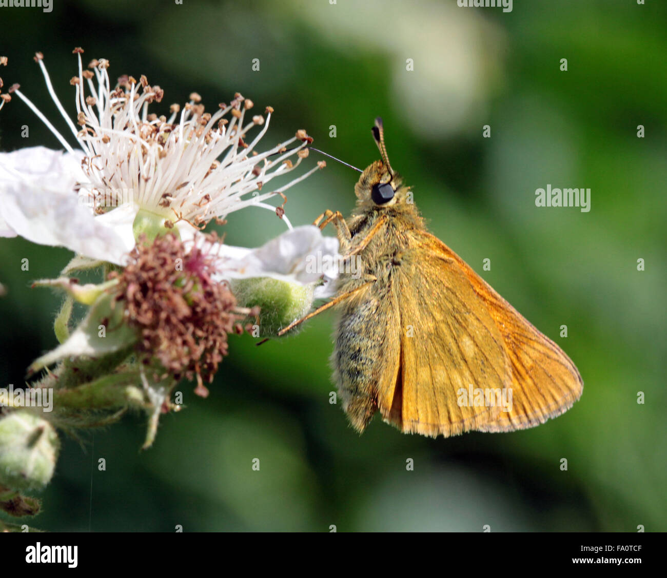 Grande Skipper Ochlodes venata farfalla sulla rovo sbocciare nella campagna inglese Foto Stock