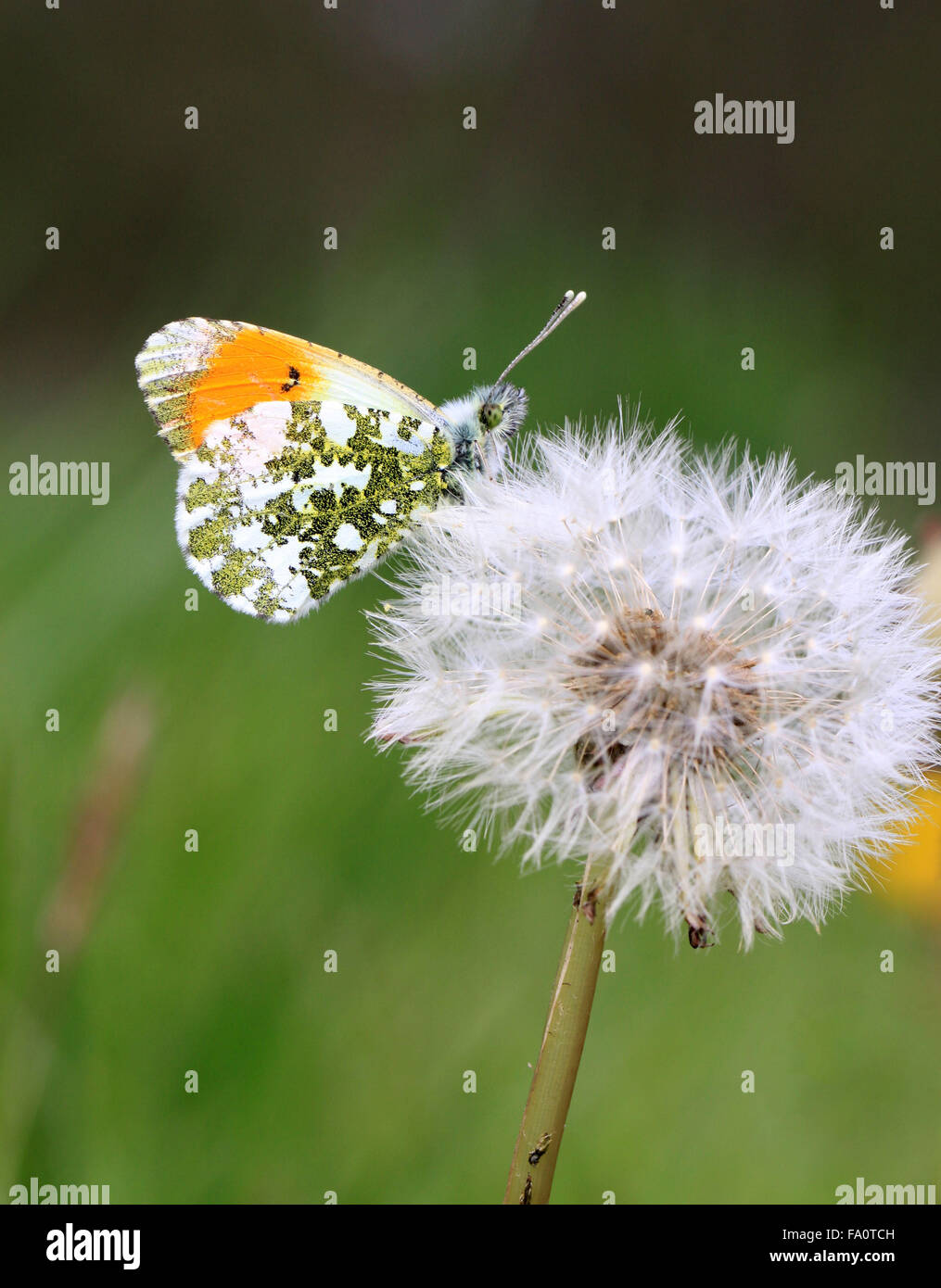Arancione punta farfalla Anthocaris cardamines nella campagna inglese in Primavera su una testa di semi di dente di leone Foto Stock