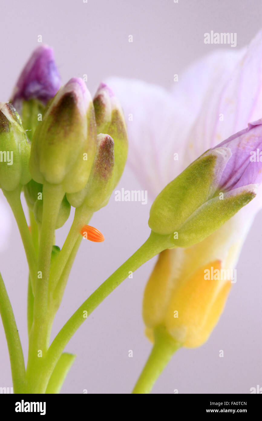 Uovo della punta arancione farfalla sulla signora smock fiore nella campagna inglese Foto Stock