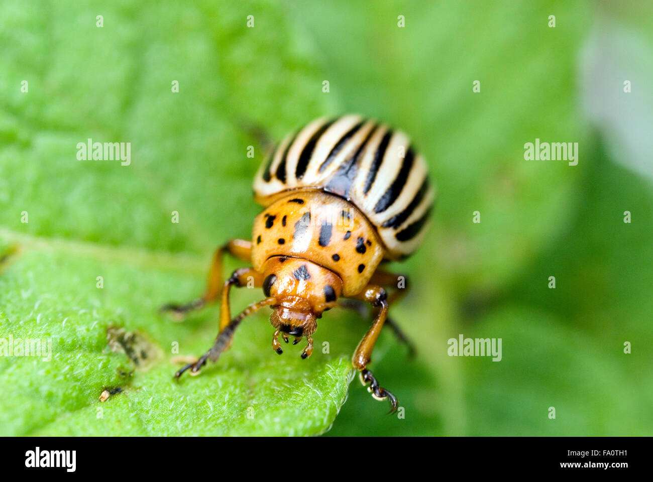 Potato Beetle (Leptinotarsa decemlineata) sulla pianta di patata Foto Stock