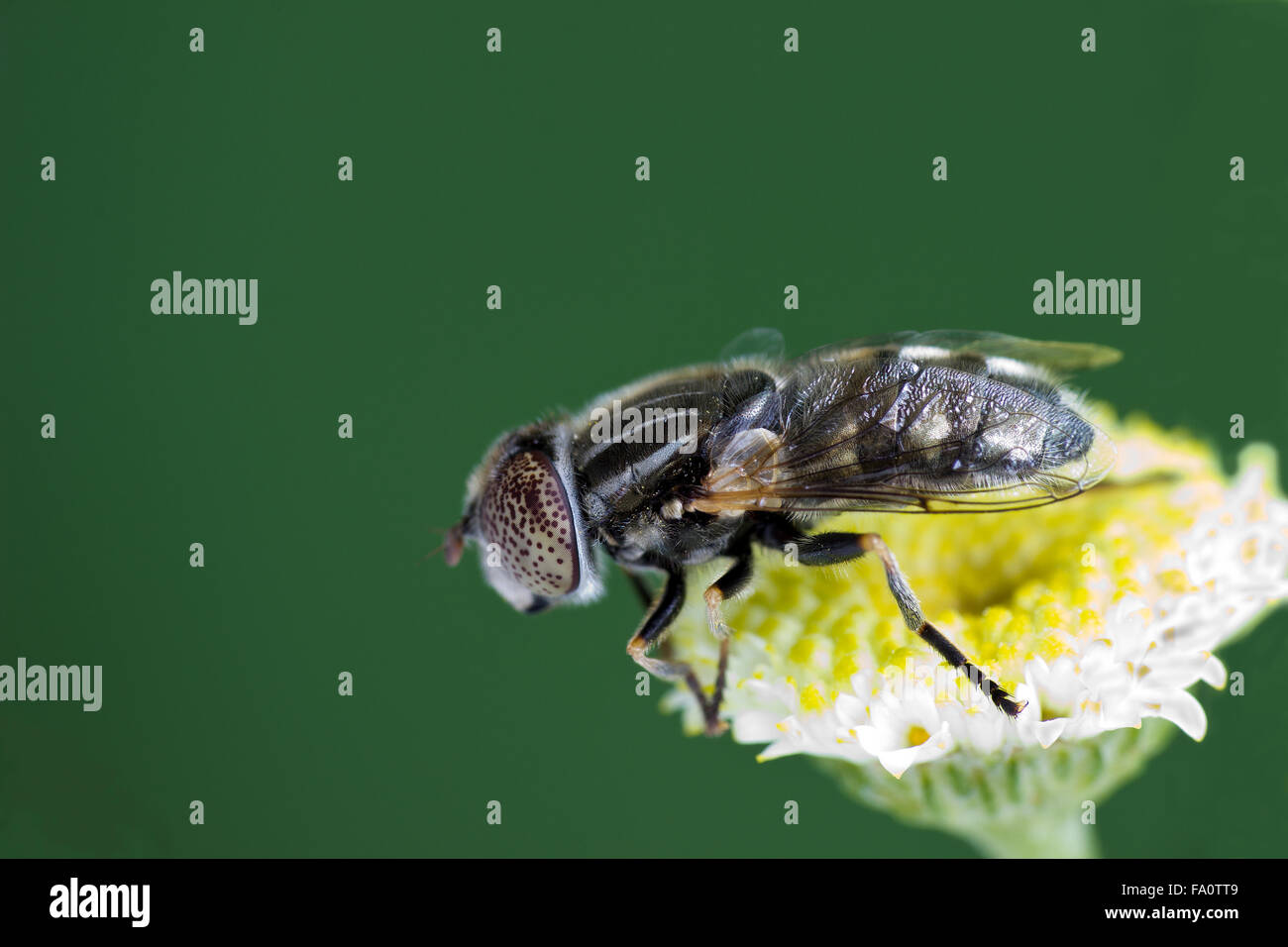 Grandi macchie-eyed drone fly (Eristalinus aeneus) su un fiore Foto Stock