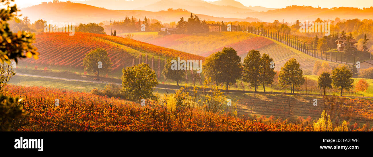 Castelvetro di Modena, autunno scena, variopinti vigneti nella regione di Lambrusco. Emilia Romagna, Italia Foto Stock