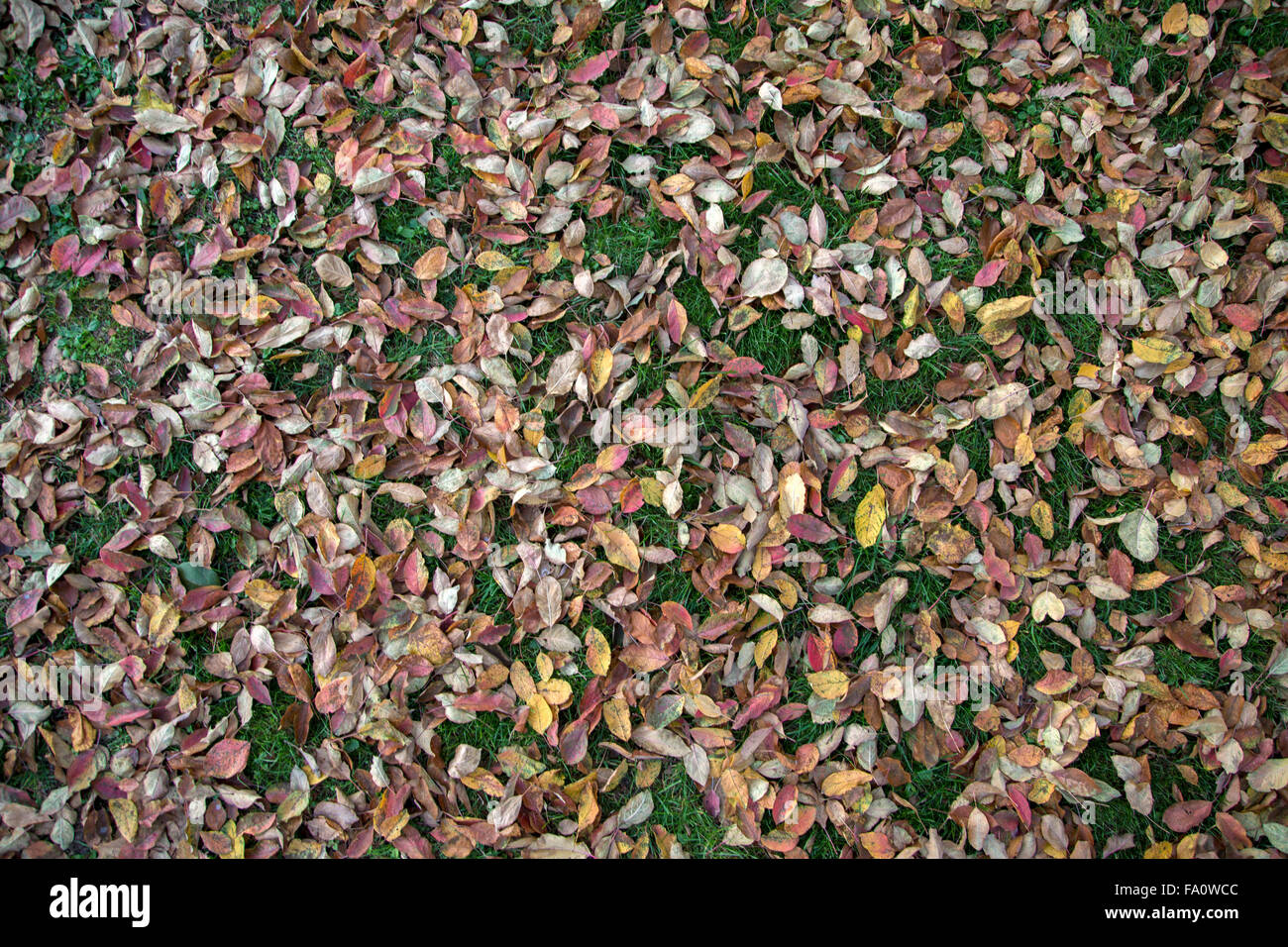Foglie di autunno sull'erba Foto Stock